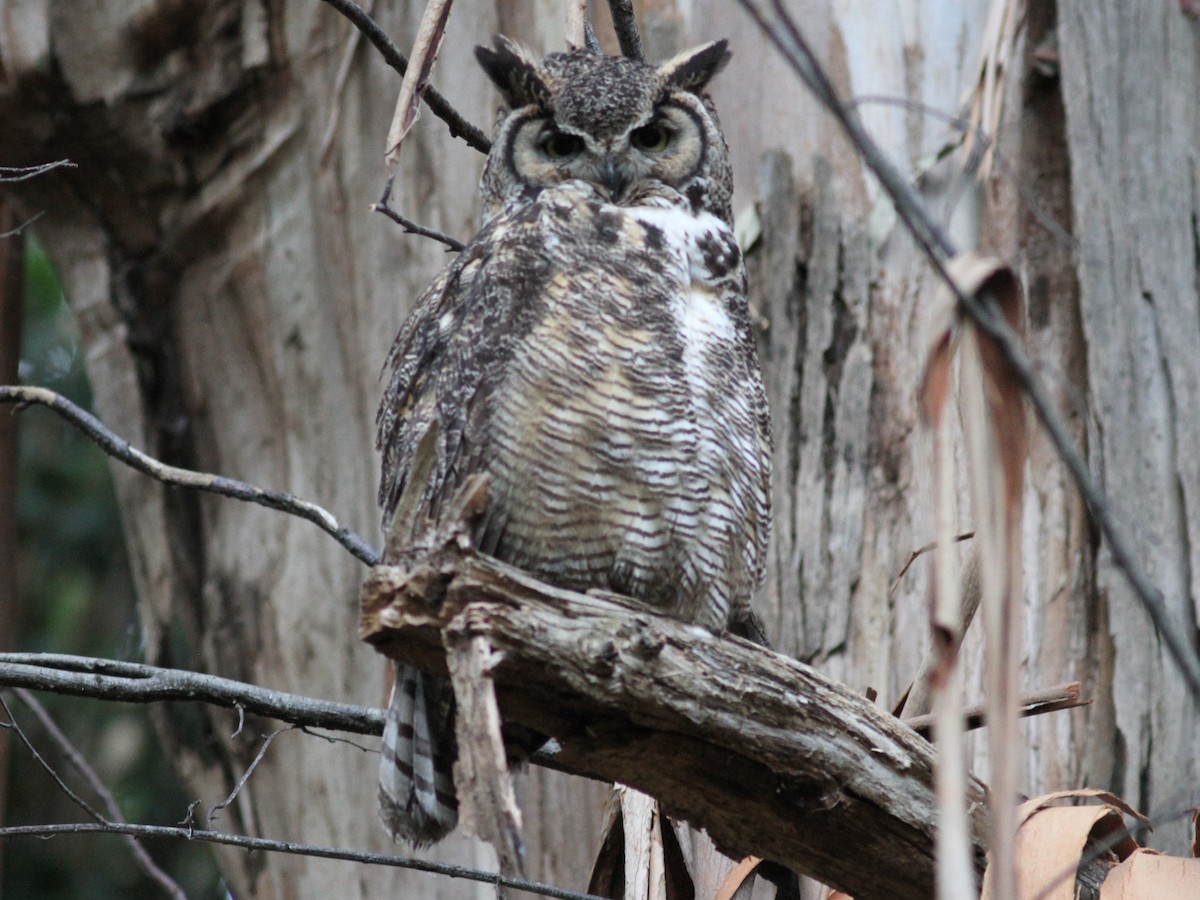 Great Horned Owl - ML619314629