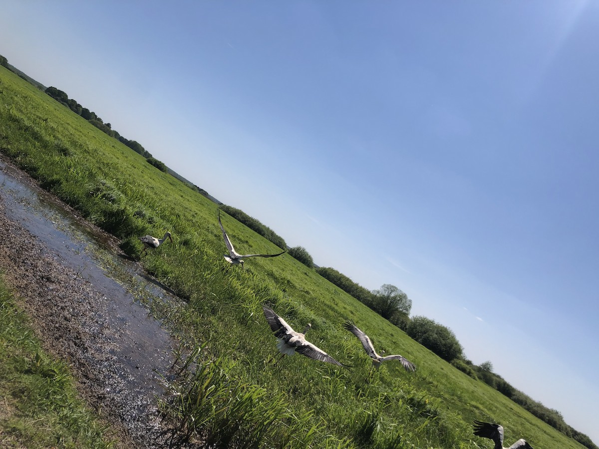 White Stork - Jannick Forquignon