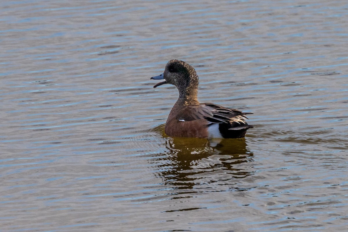 American Wigeon - Andrew Hart