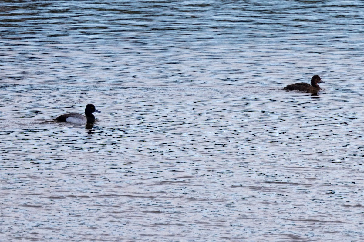 Lesser Scaup - Andrew Hart