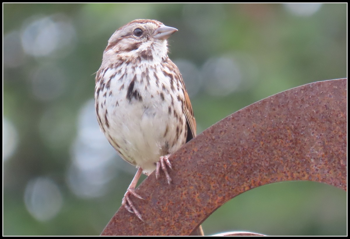 Song Sparrow - Peter Gordon