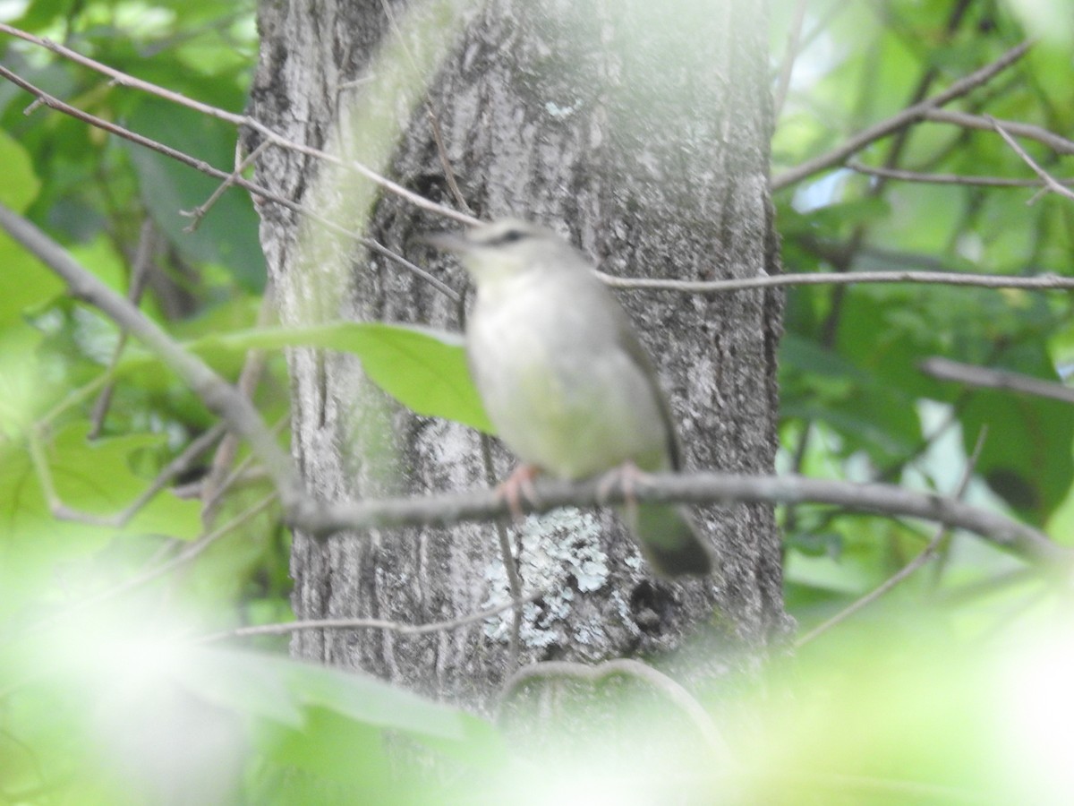 Swainson's Warbler - Adam  Miller