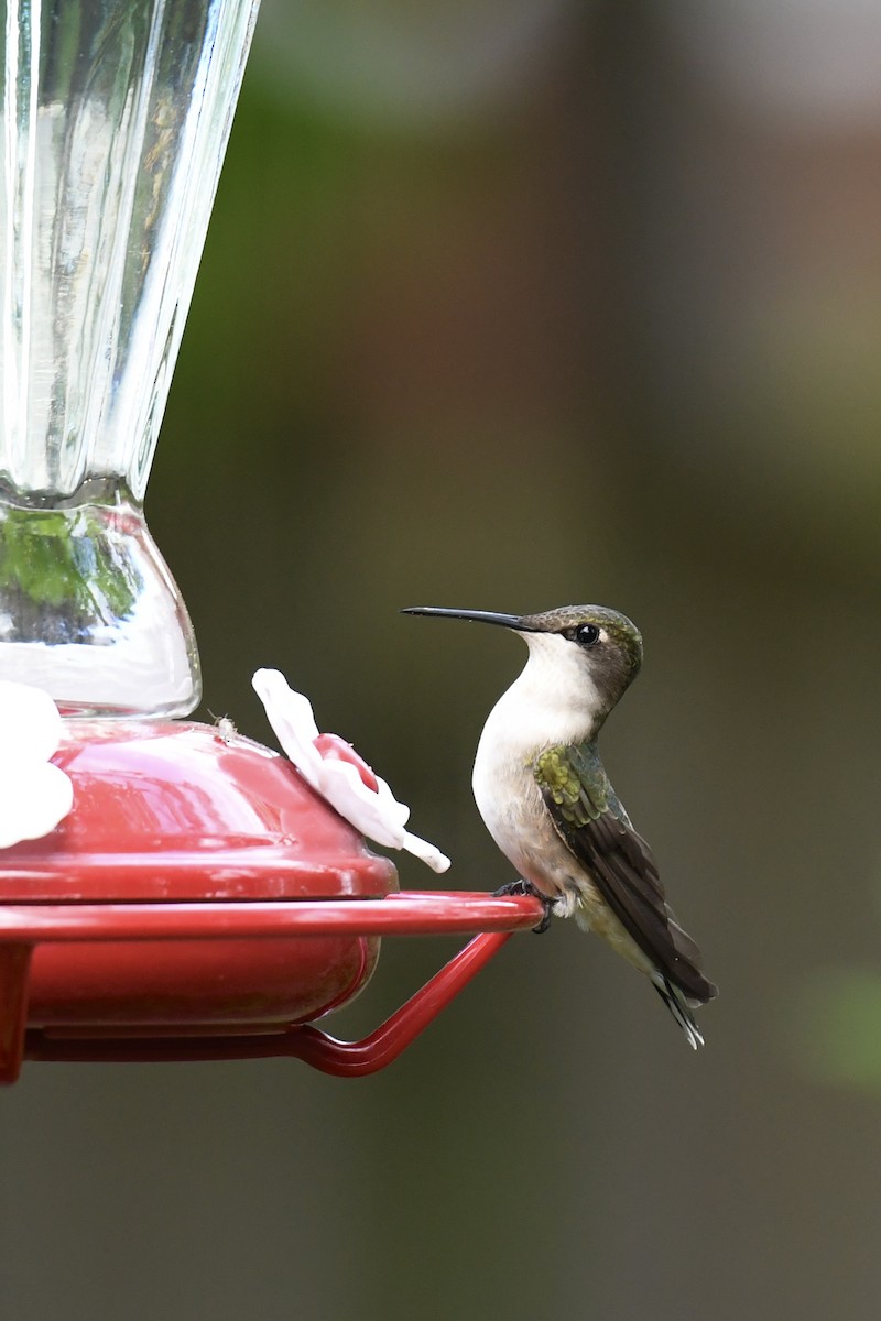 Ruby-throated Hummingbird - Christiane Hébert