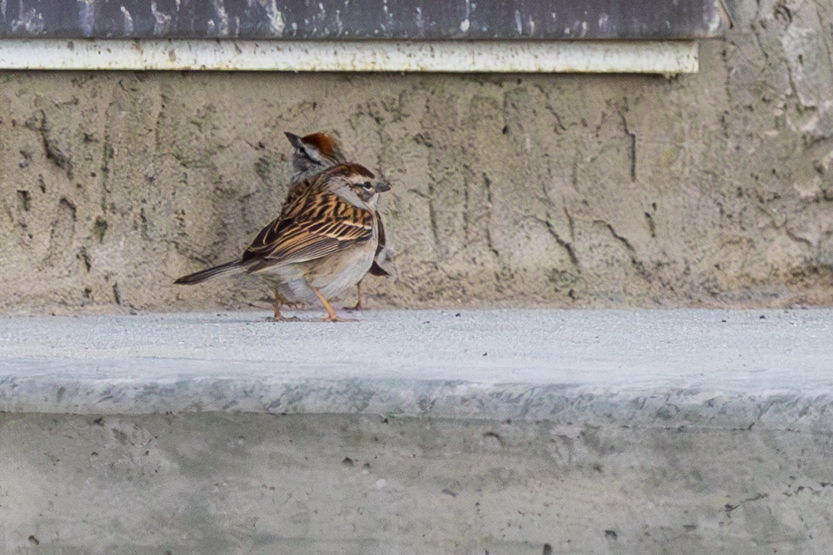 Chipping Sparrow - ML619314688