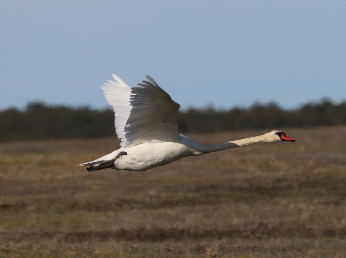 Mute Swan - burton balkind