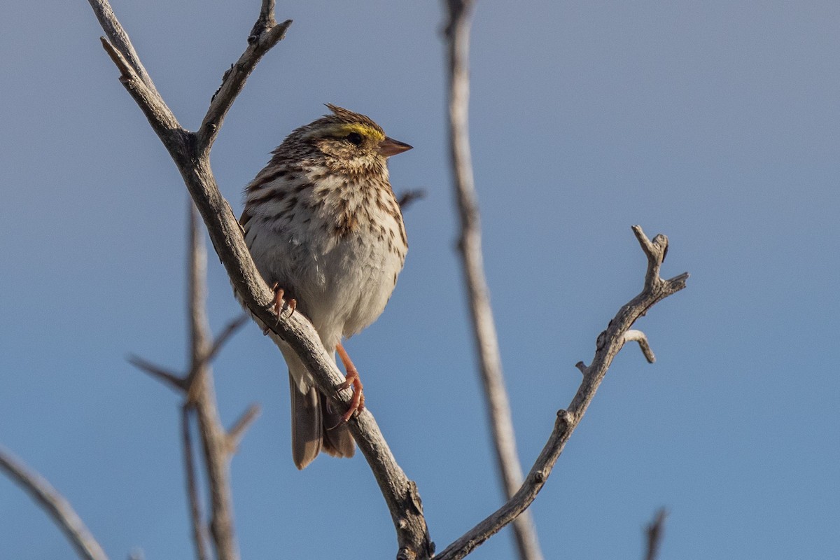 Savannah Sparrow - ML619314709