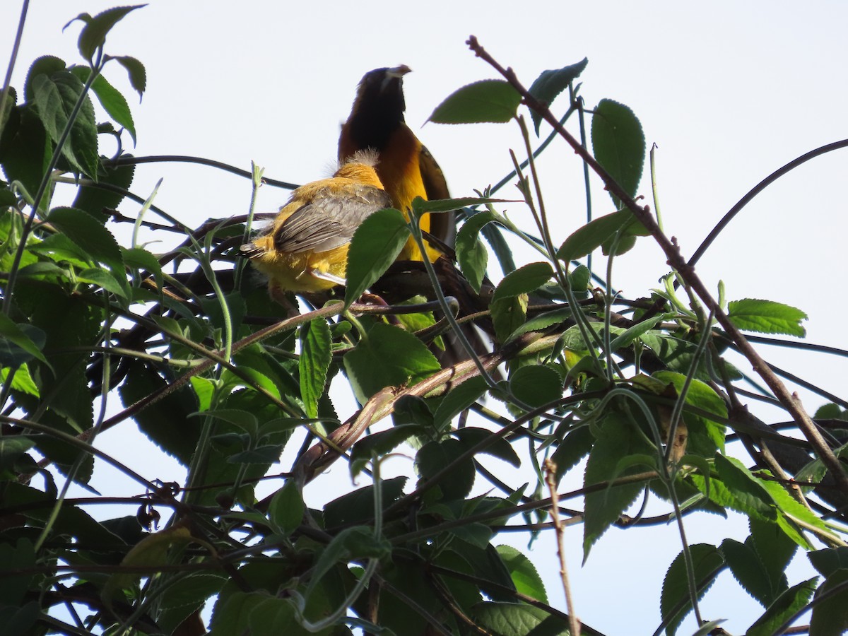 Yellow-backed Oriole - Carlos Daniel Andrade Campos