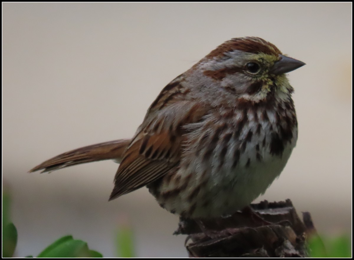 Song Sparrow - Peter Gordon