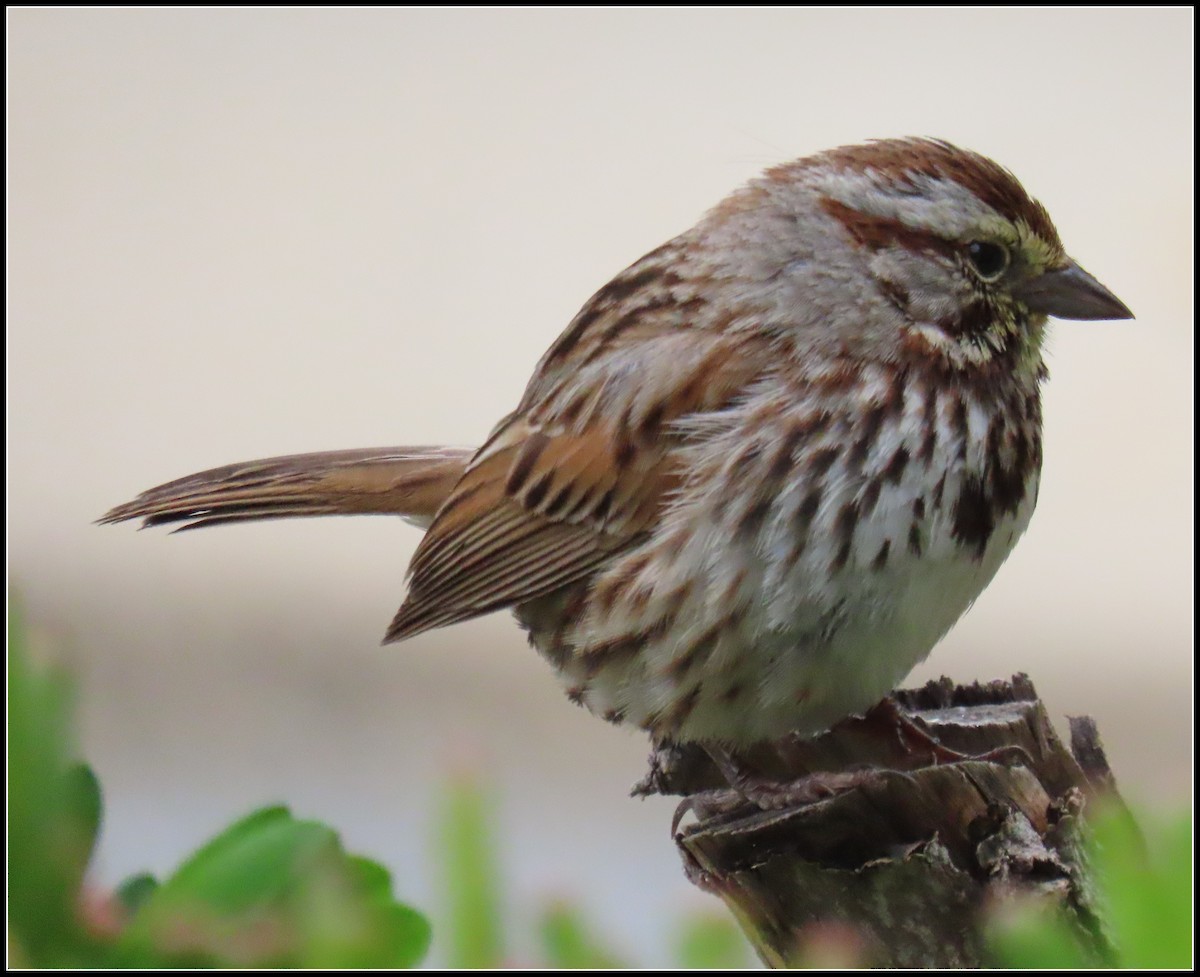 Song Sparrow - Peter Gordon