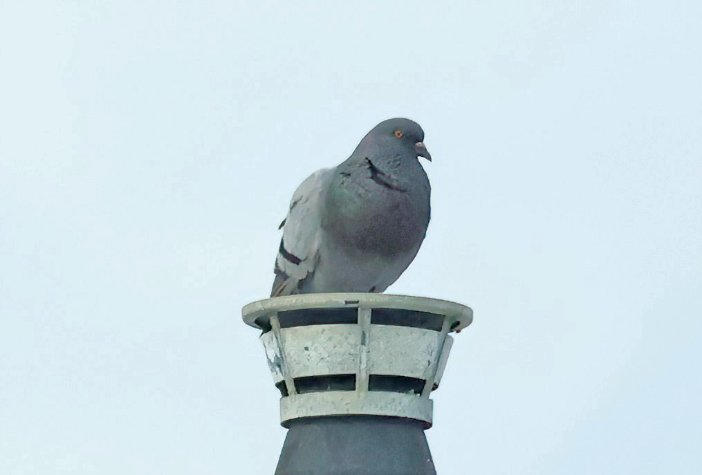 Pigeon biset (forme domestique) - ML619314729