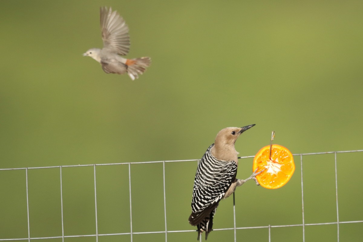 Gila Woodpecker - Randy Smith