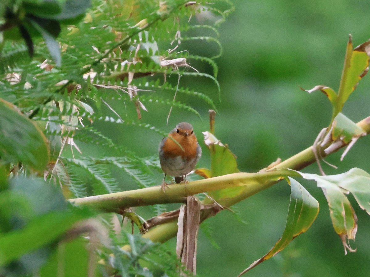 European Robin - Ana Alves