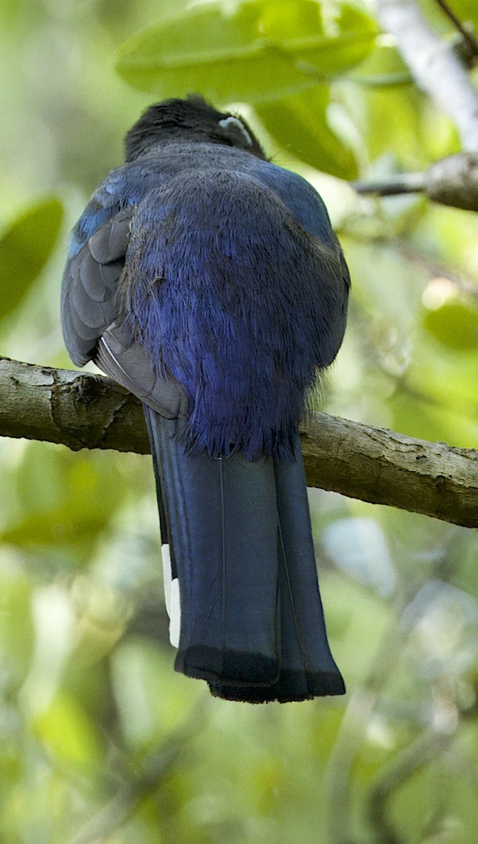 Black-headed Trogon - Carol Hippenmeyer