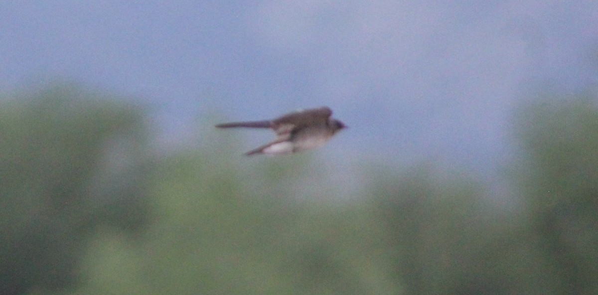 Northern Rough-winged Swallow - Archer Silverman