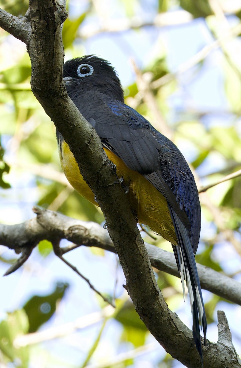 Black-headed Trogon - Carol Hippenmeyer