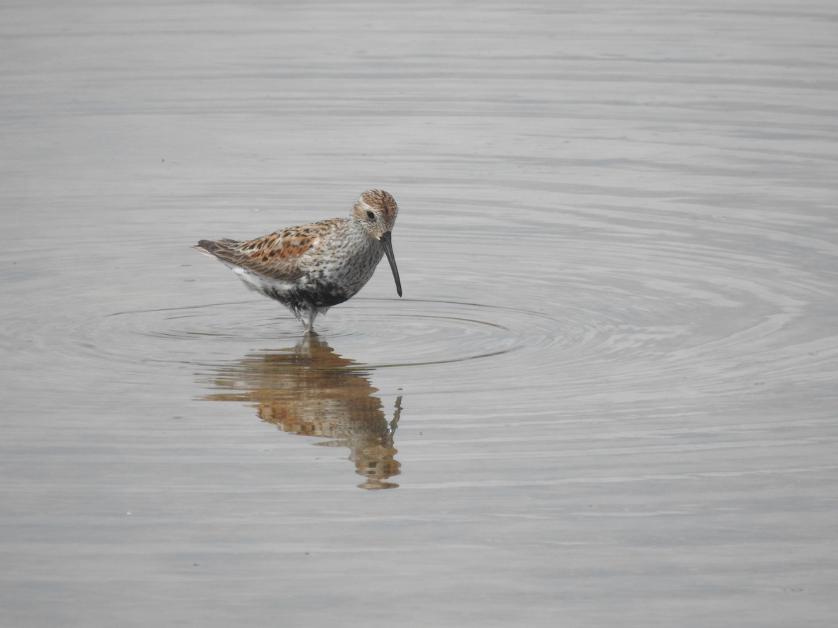 Dunlin - Adam  Miller