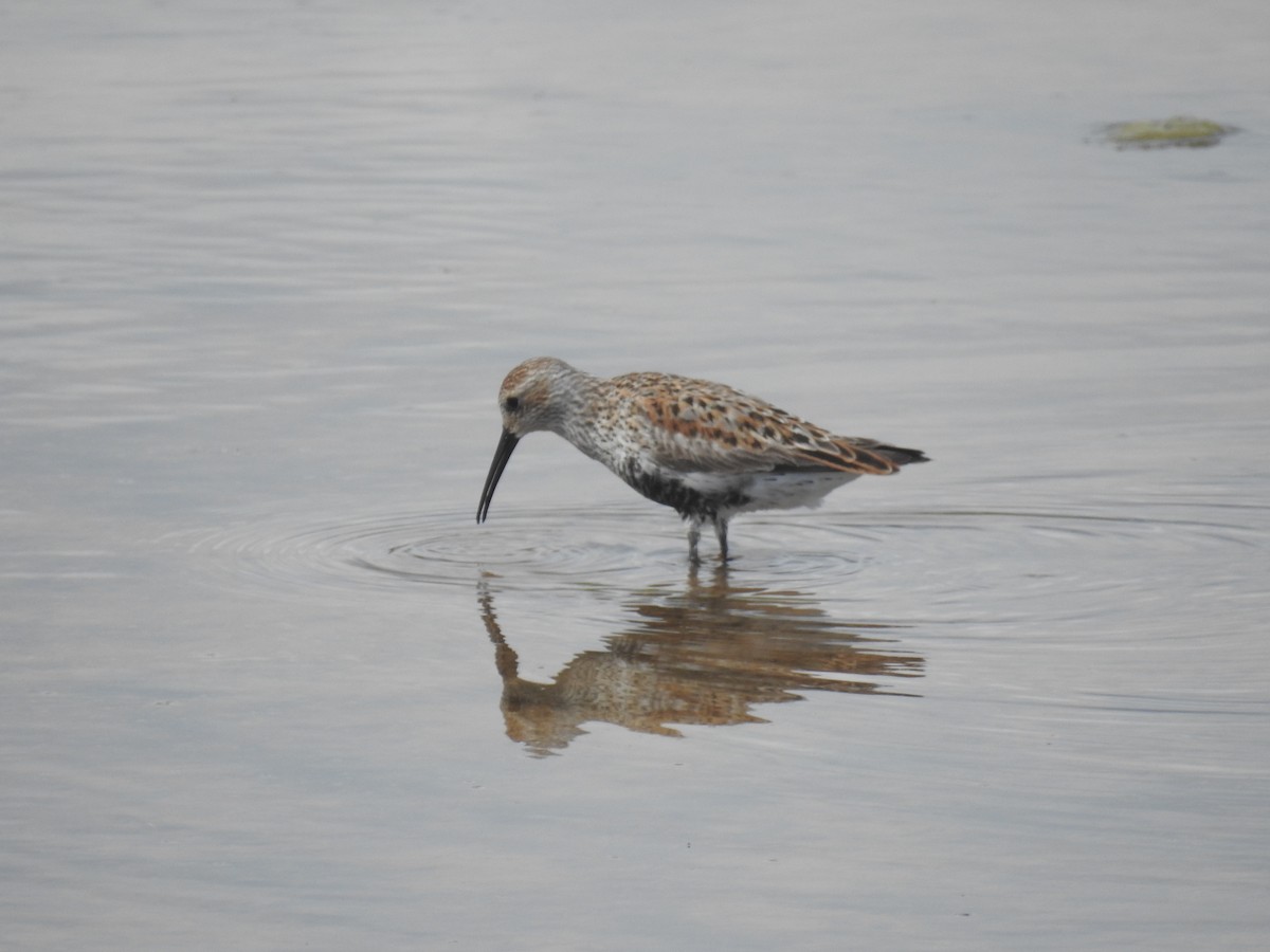 Dunlin - Adam  Miller