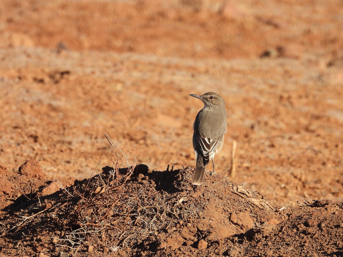 Black-billed Shrike-Tyrant - Saskia Hostens