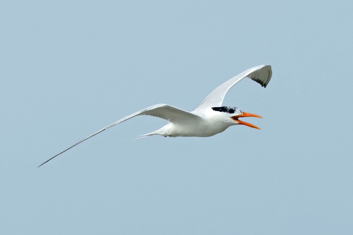 Royal Tern - David Wilson