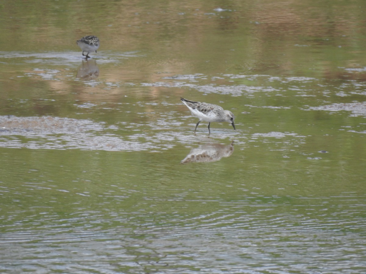 Semipalmated Sandpiper - Adam  Miller