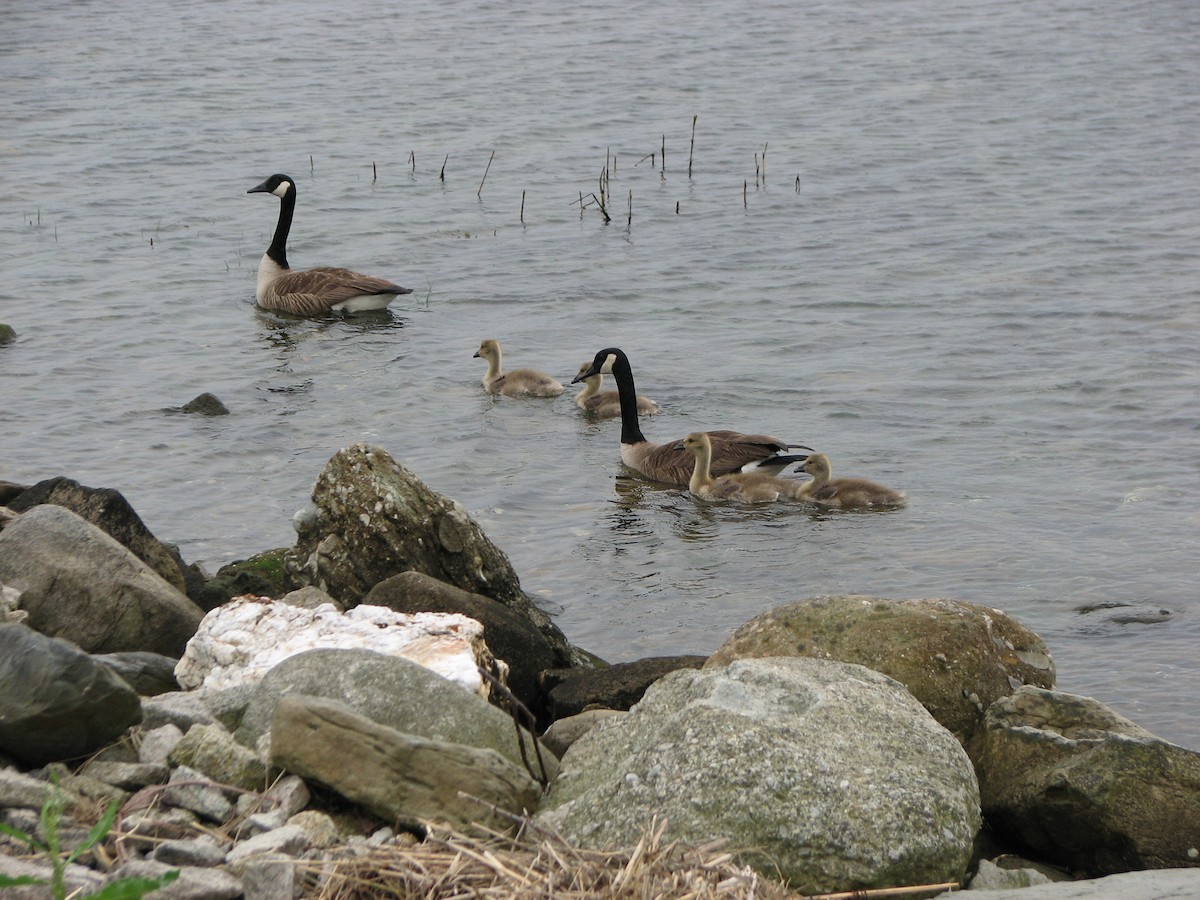 Canada Goose - Luis Mendes