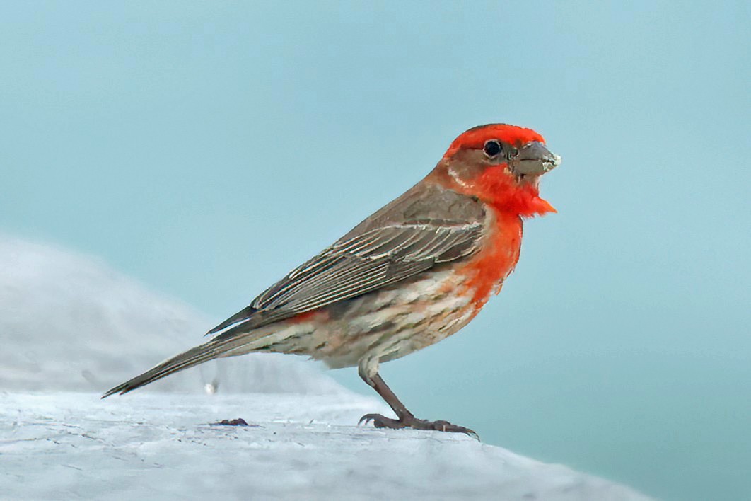 House Finch - David Wilson