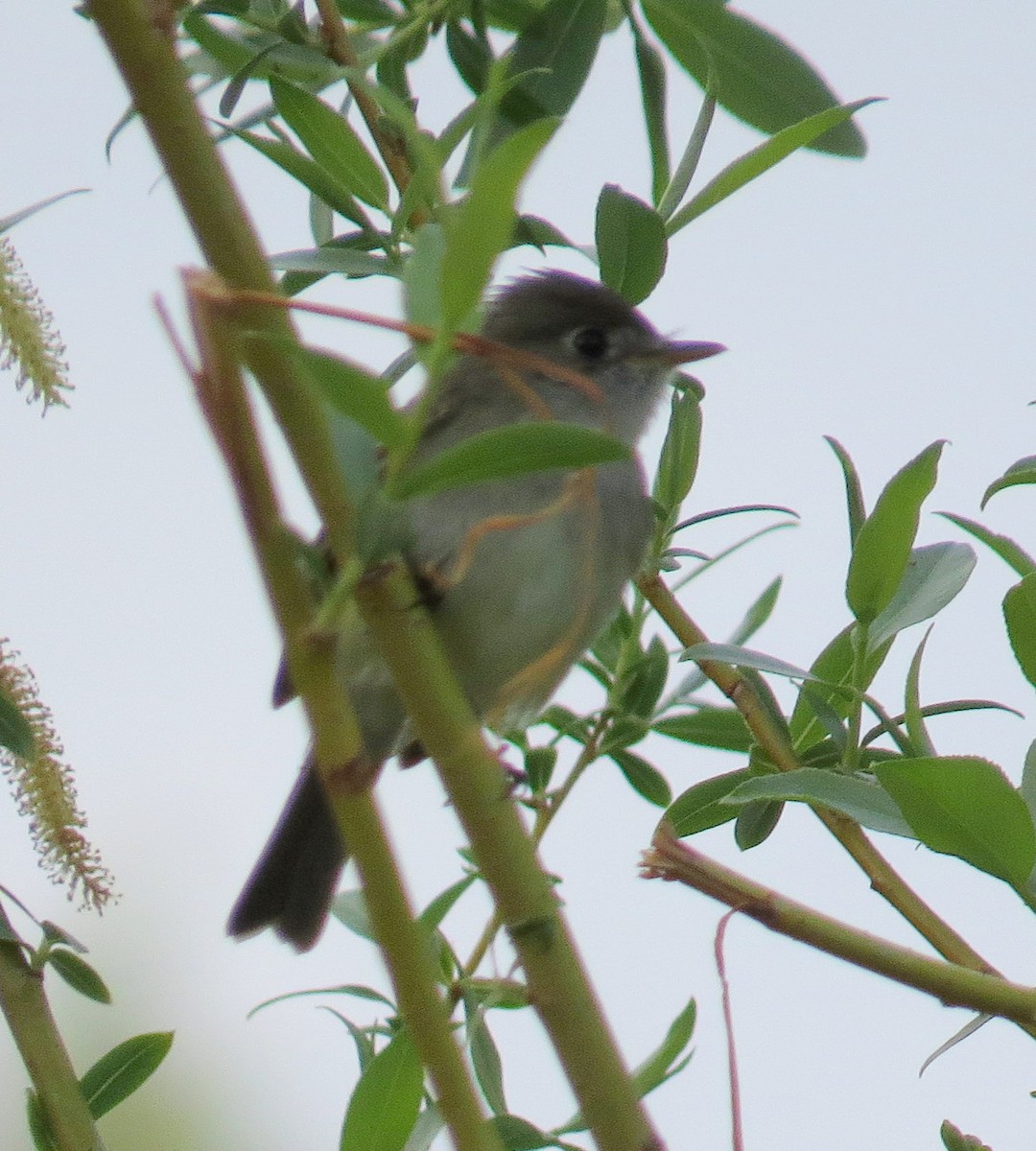 Least Flycatcher - ML619314818