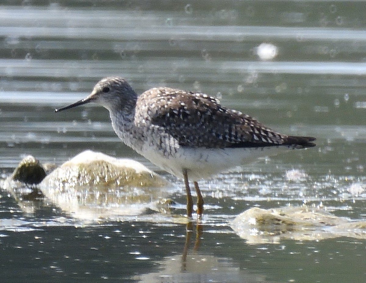 Lesser Yellowlegs - Margaret Hough