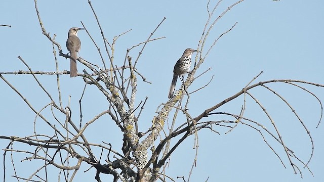 Ocellated Thrasher - ML619314828