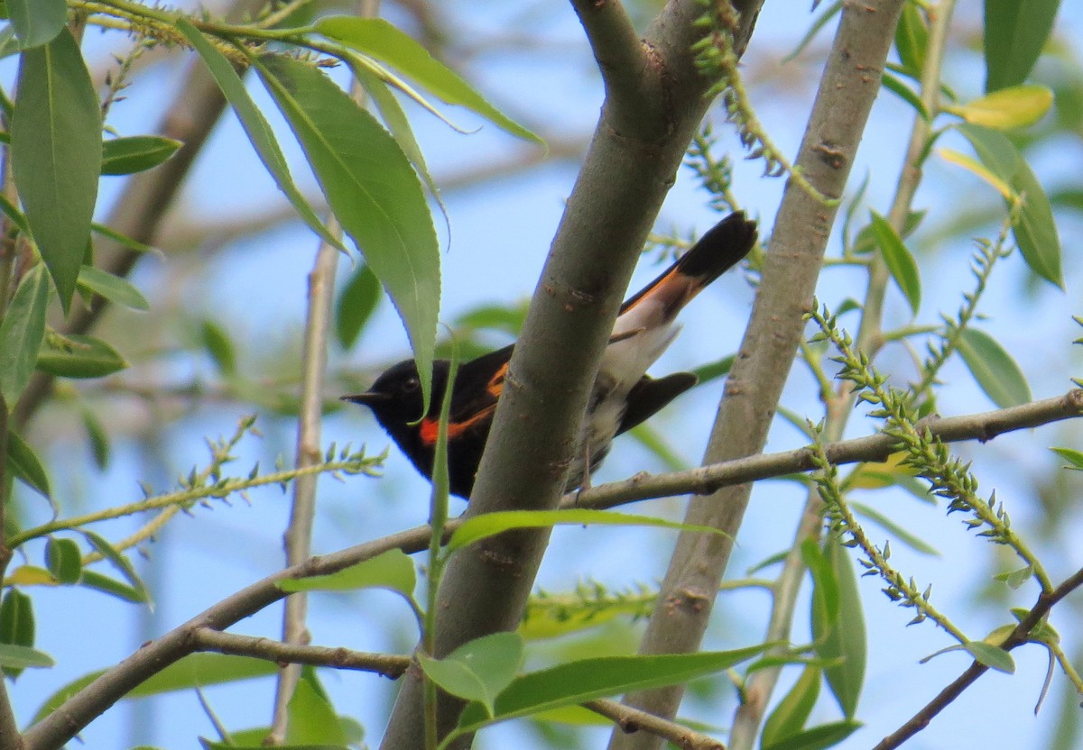 American Redstart - Sergey Pavlov