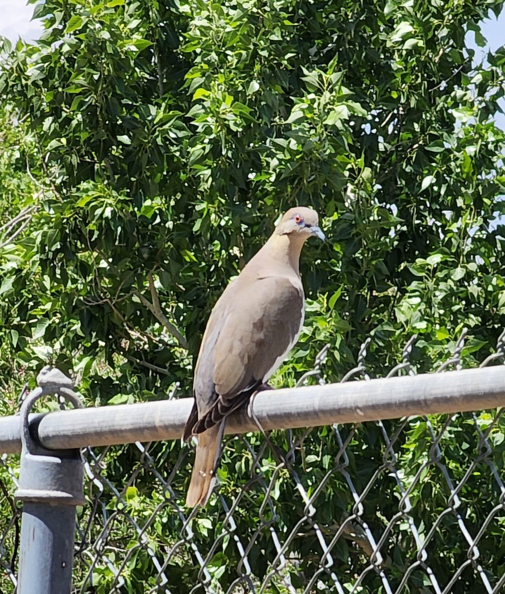 White-winged Dove - Nancy Cox