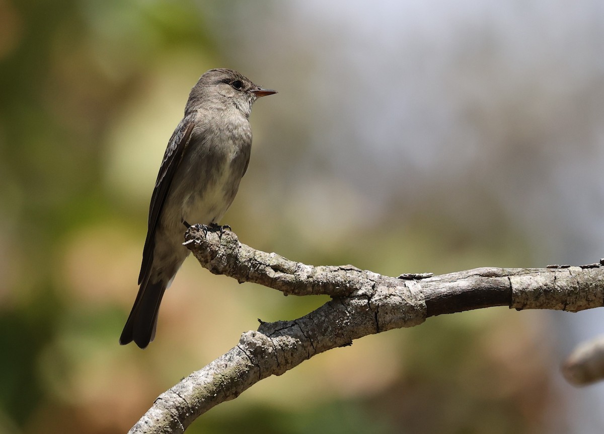 Western Wood-Pewee - ML619314848