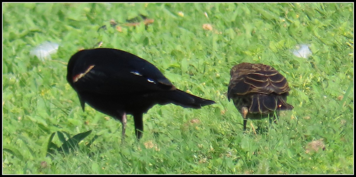 Red-winged Blackbird - ML619314849