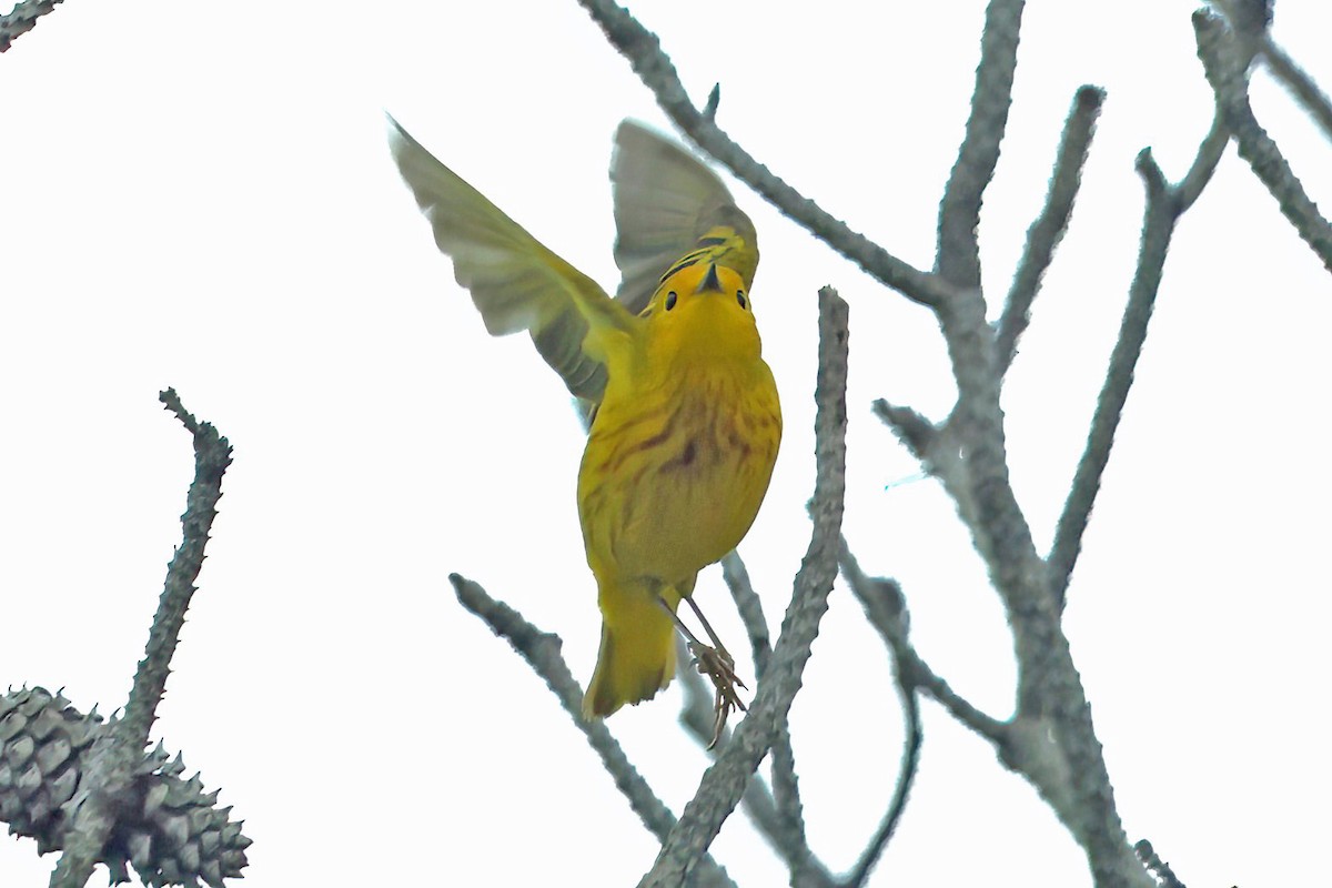 Yellow Warbler - David Wilson