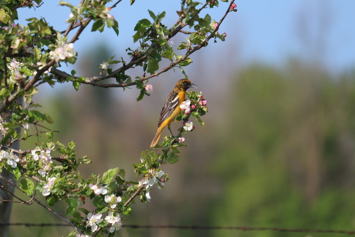 Baltimore Oriole - Julia Hallam