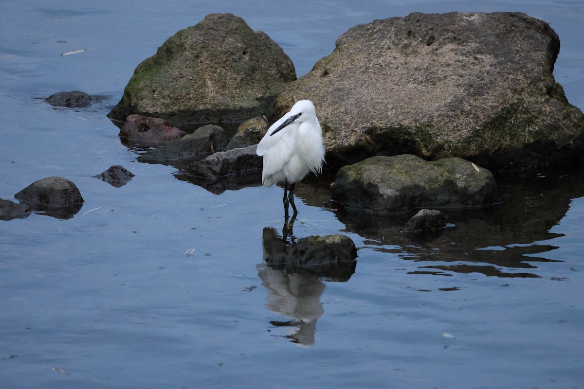 Little Egret - Ana Alves