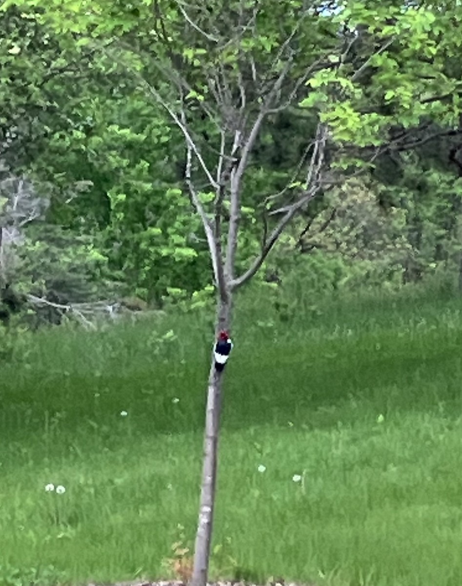 Red-headed Woodpecker - Andy Naber