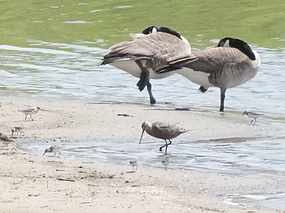 Hudsonian Godwit - Chris Wills