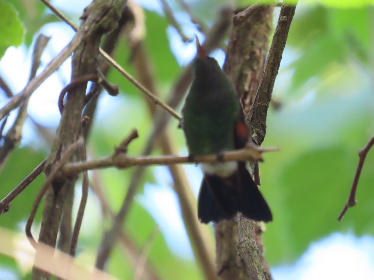 kolibřík středoamerický - ML619314880