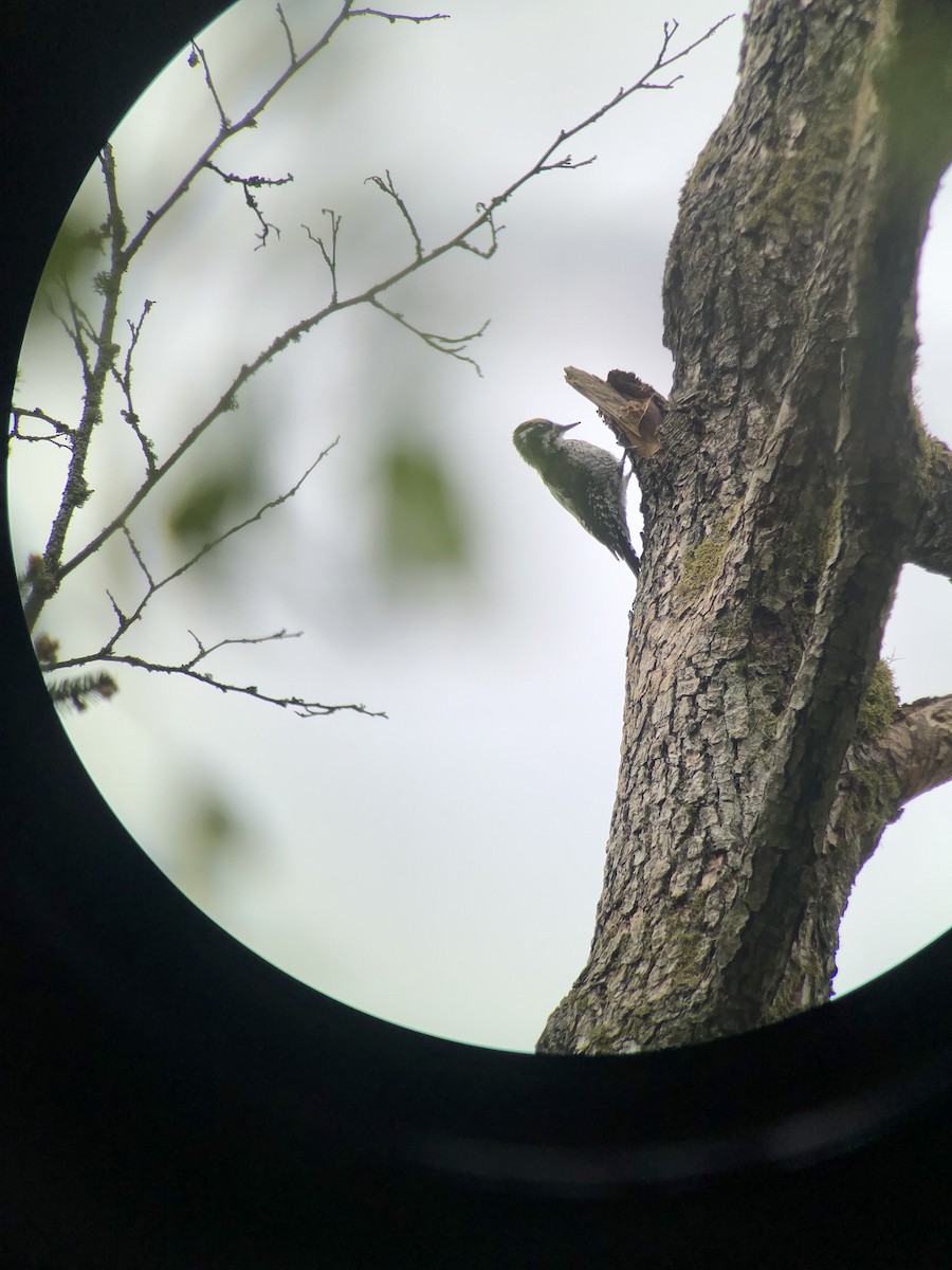 Eurasian Three-toed Woodpecker - Jannick Forquignon