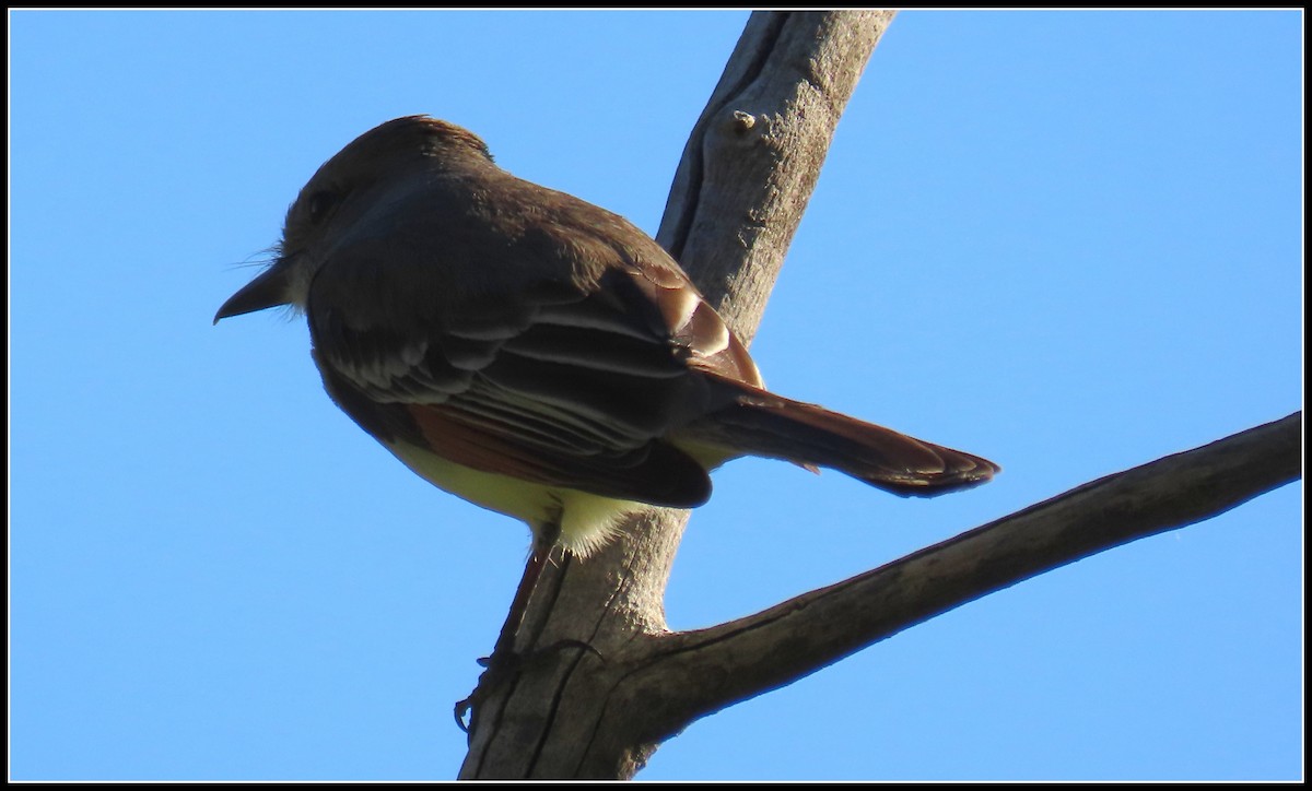 Ash-throated Flycatcher - ML619314893