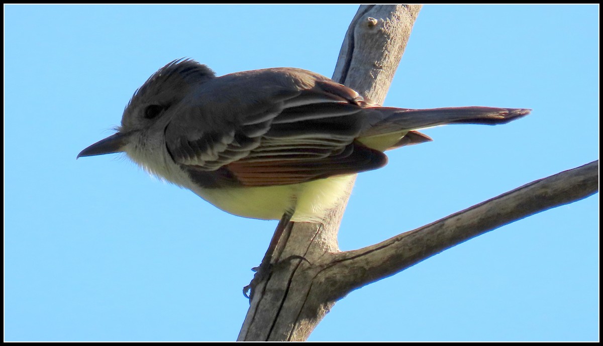 Ash-throated Flycatcher - ML619314894