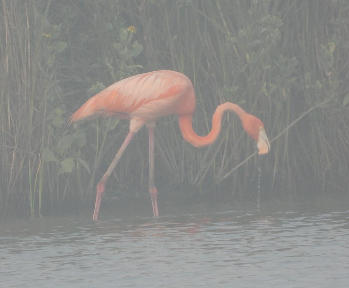 American Flamingo - Caley Thomas