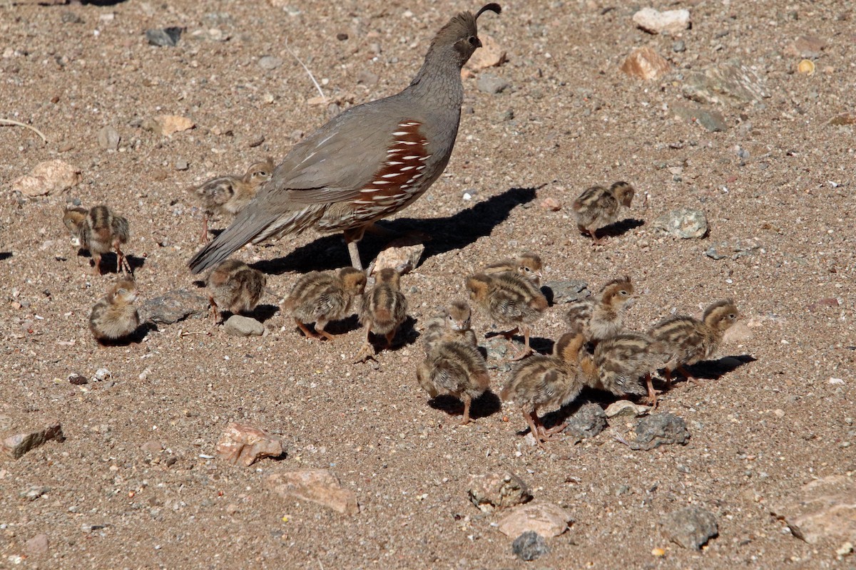 Gambel's Quail - ML619314898