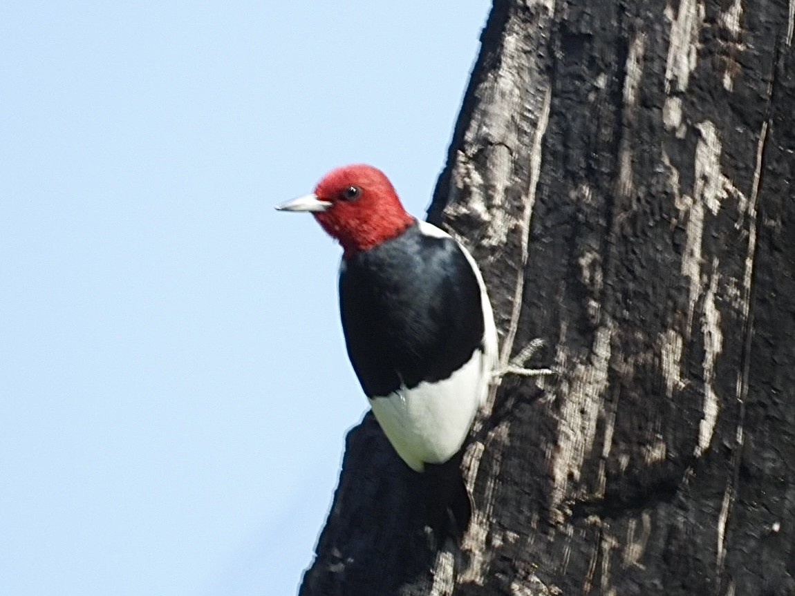 Red-headed Woodpecker - Deb Peshka