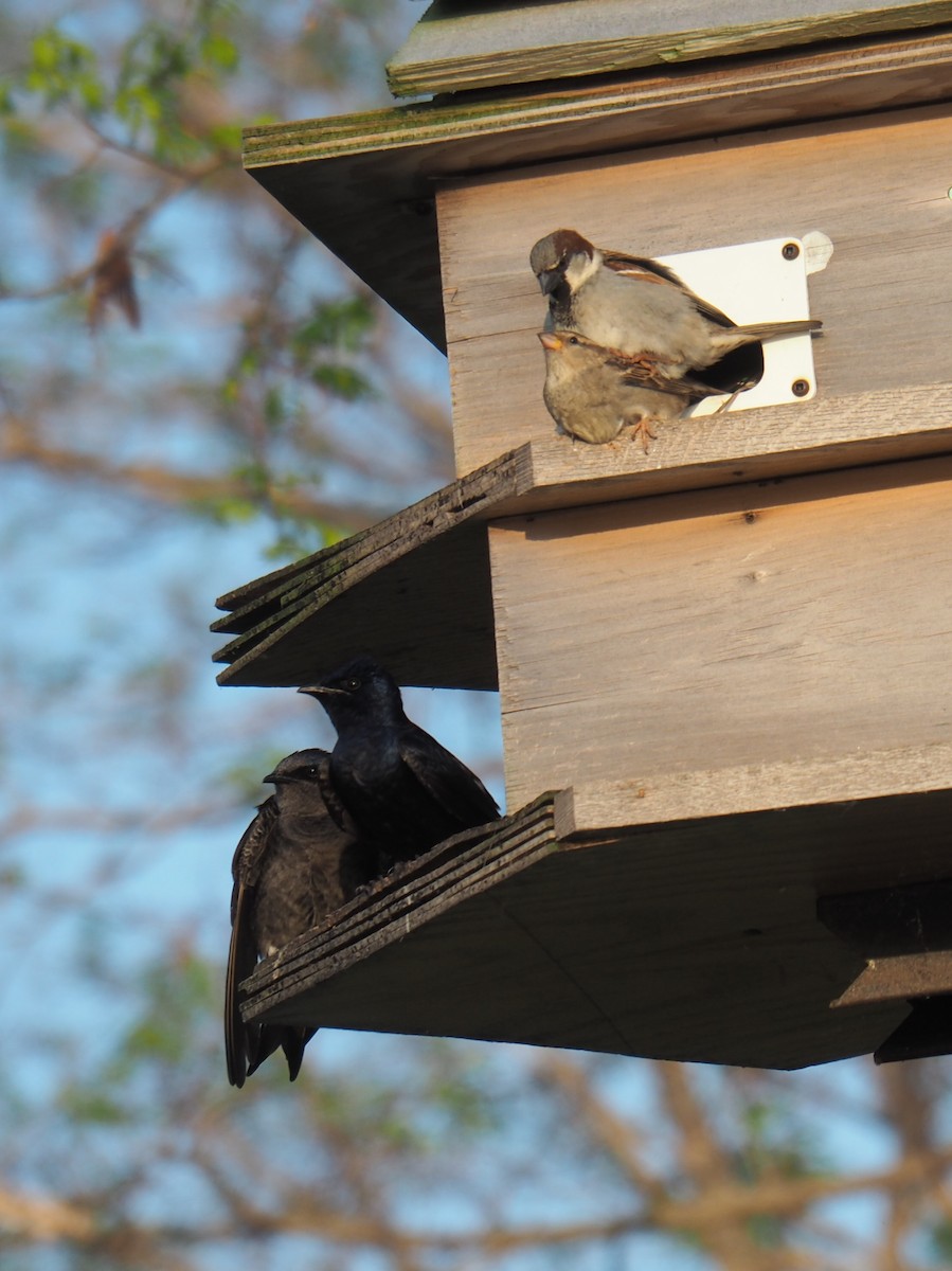 Purple Martin - ML619314910