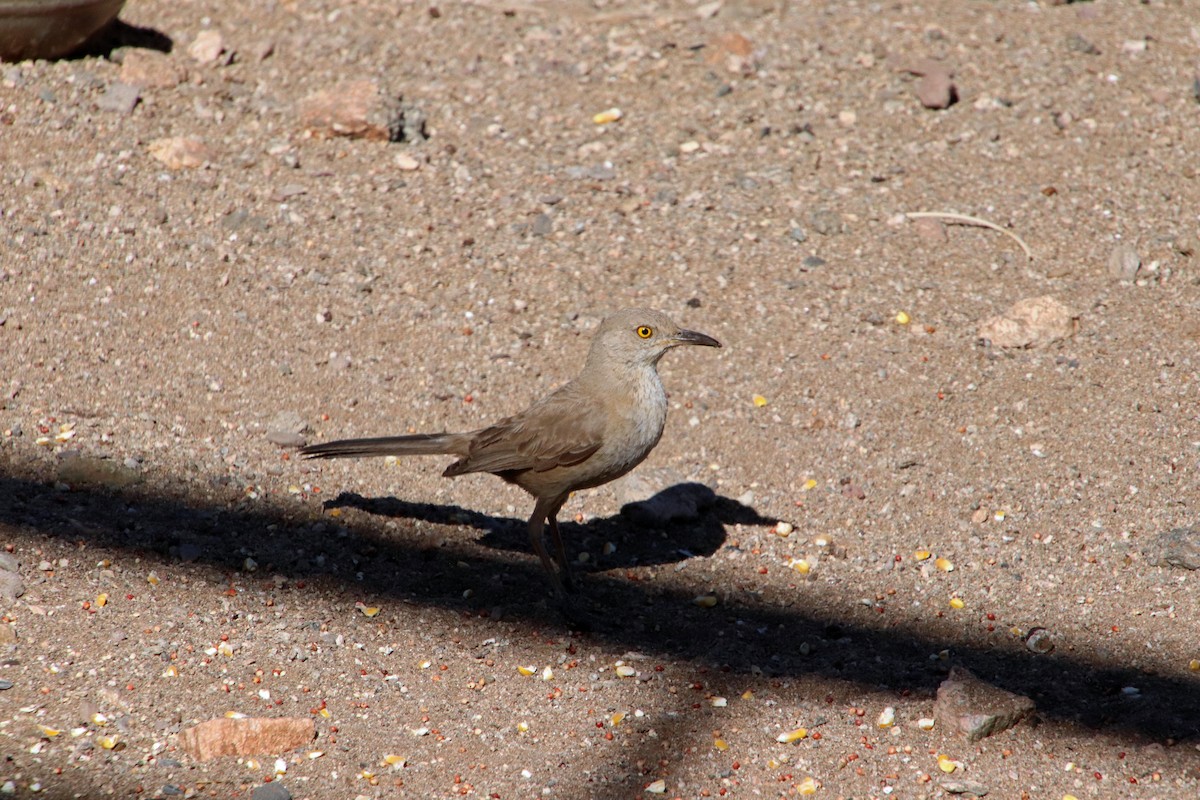 Bendire's Thrasher - ML619314920