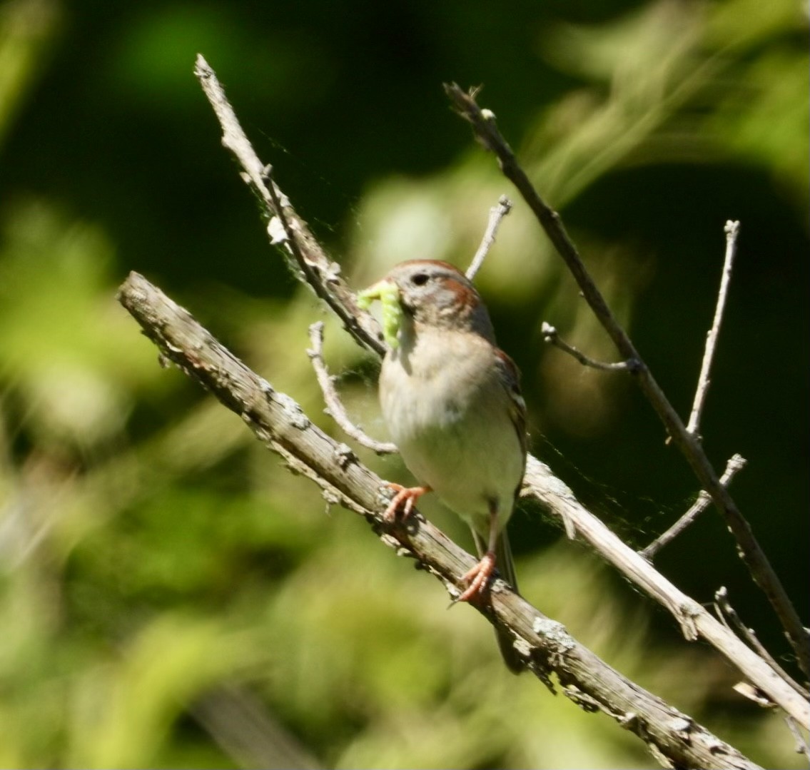 Field Sparrow - Deb Peshka