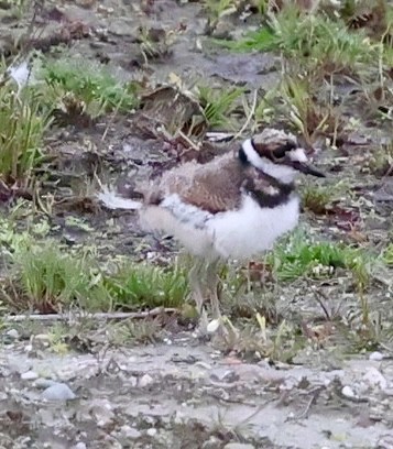 Killdeer - Eileen Rudden