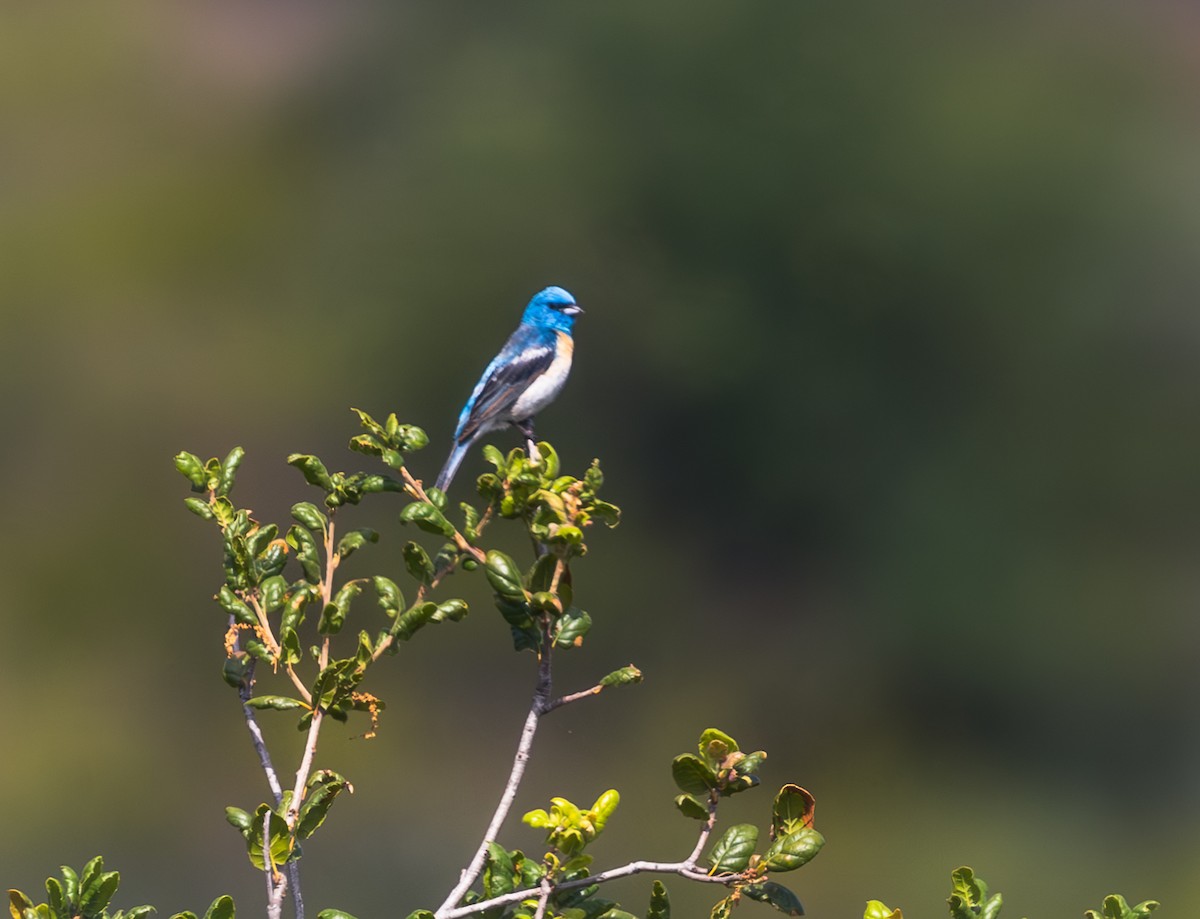 Lazuli Bunting - PJ Siaghani